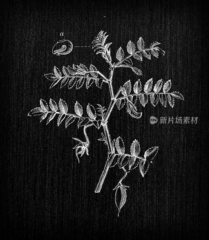 植物学植物古董雕刻插图:鹰嘴豆(Cicer arietinum)